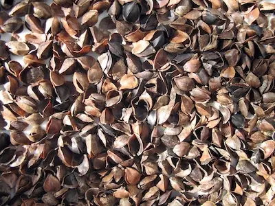 Close-up of a pile of brown buckwheat hulls