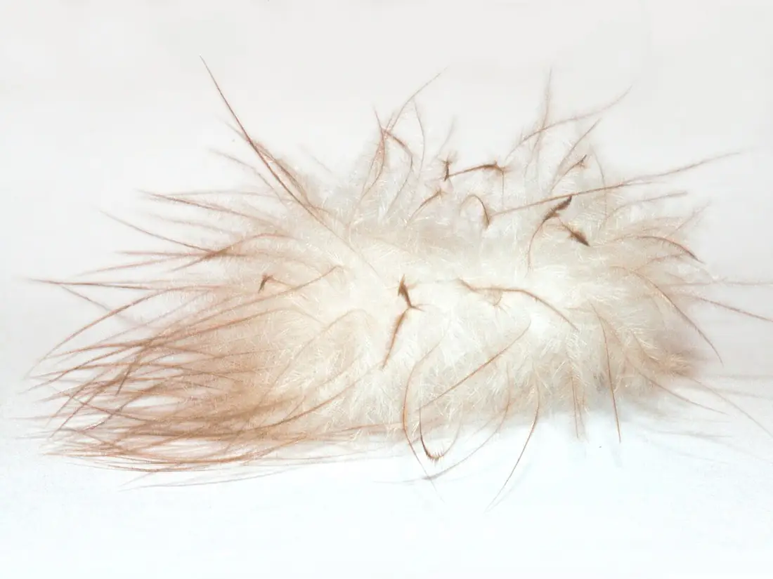 Close-up of a single fluffy down cluster with fine filaments and no quill