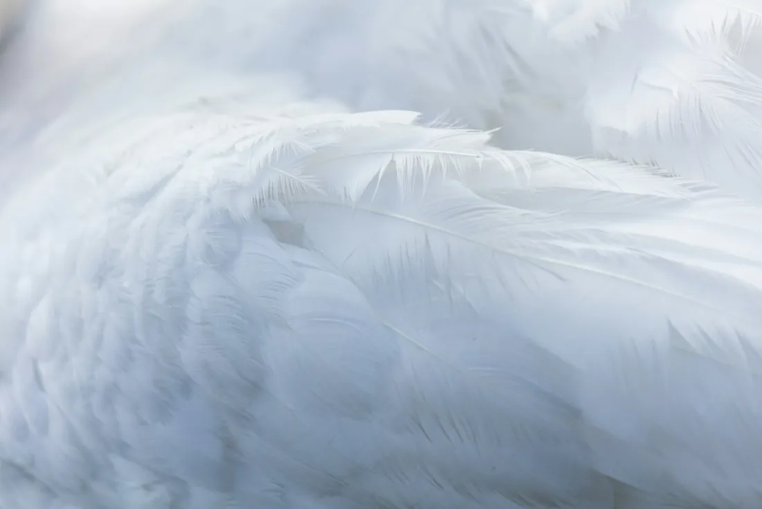 Close-up of overlapping white feathers in soft light